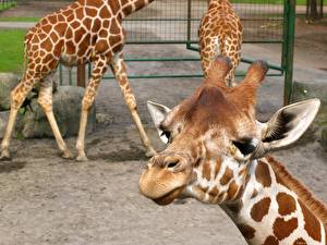 Papel de Parede Desktop Girafas animalia