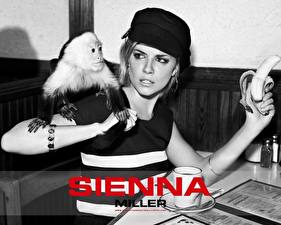 Fonds d'écran Sienna Miller