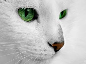 Bilder Katzen Weißer hintergrund ein Tier