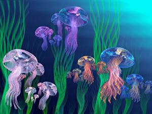 Bakgrunnsbilder Undervannsverdenen Maneter