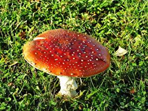 Pictures Mushrooms nature Amanita