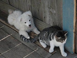 Tapety na pulpit Pies domowy Kot domowy Zwierzęta