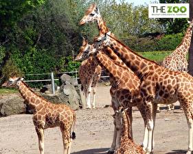 Hintergrundbilder Giraffe Tiere