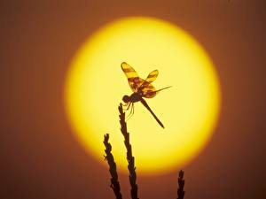 Pictures Insects Dragonflies