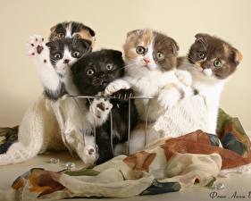 Fotos Katze Schottische Faltohrkatze Kätzchen Tiere