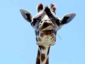Papel de Parede Desktop Girafa Cor de fundo um animal