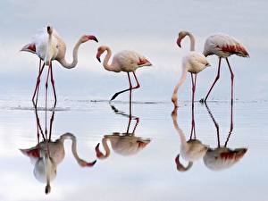 Fotos Vogel Flamingos ein Tier