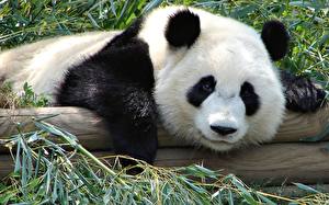 Bakgrunnsbilder Bjørner Panda Dyr
