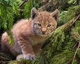 Picture Big cats Cubs Lynxes animal