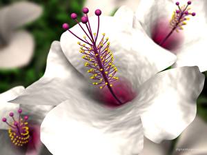 Bakgrunnsbilder Hibiskus Blomster
