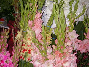 Pictures Gladioluses flower