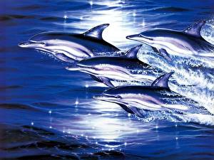 Picture Dolphins animal