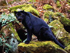 Hintergrundbilder Große Katze Schwarzer Panther ein Tier