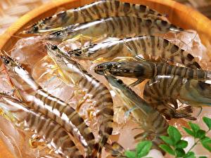 Images Seafoods Caridea