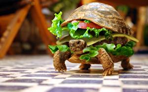 Картинка Черепахи Гамбургер Смешные
