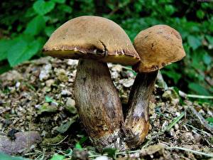 Pictures Mushrooms nature