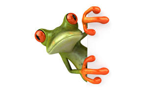 Bakgrunnsbilder Frosker Hvit bakgrunn 3D grafikk Dyr