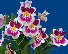 Desktop hintergrundbilder Garten-Stiefmütterchen Blüte