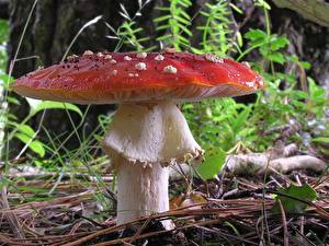 Picture Mushrooms nature Amanita
