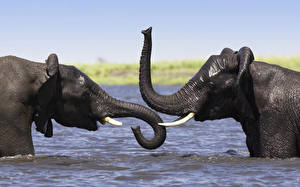 Bakgrunnsbilder Elefanter Dyr