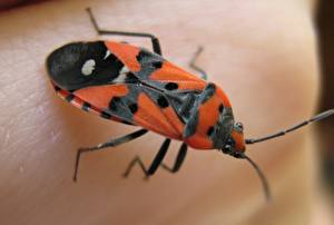 Fondos de escritorio Insectos Coleoptera un animal