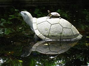 Fotos Schildkröten