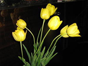 Bakgrundsbilder på skrivbordet Tulpansläktet Gul Blommor