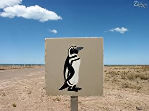Bureaubladachtergronden Pinguïn grappige