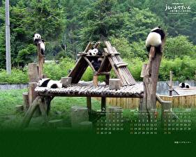 Sfondi desktop Orsi Panda maggiore