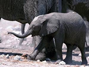 Fotos Elefanten Tiere