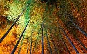 Papel de Parede Desktop Florestas Bambu Naturaleza