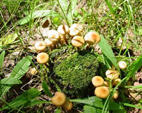 Bilder Pilze Natur