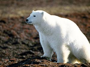Photo Bears Polar bears Animals