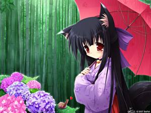 Pictures Catgirl Anime