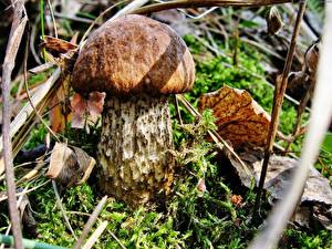Image Mushrooms nature