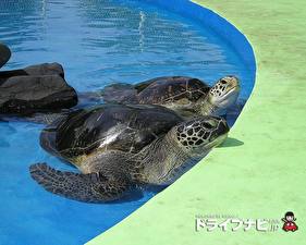 Bureaubladachtergronden Schildpadden een dier