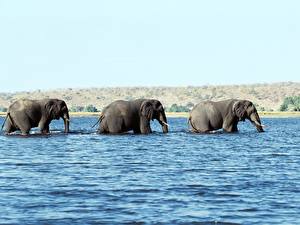 Fotos Elefant Tiere