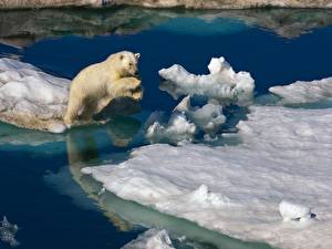Papel de Parede Desktop Ursos Urso-polar animalia