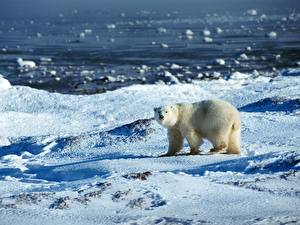 Wallpaper Bear Polar bears Animals