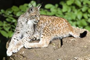 Wallpapers Big cats Lynxes animal