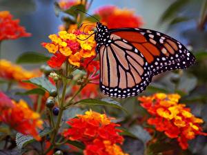 Bakgrundsbilder på skrivbordet Insekter Fjärilar Monark fjäril Djur