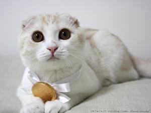 Bilder Katze Schottische Faltohrkatze Weißer hintergrund ein Tier