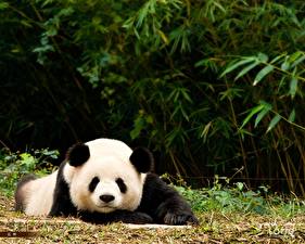 Sfondi desktop Orsi Panda maggiore animale
