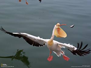 Fotos Vogel Pelikane ein Tier