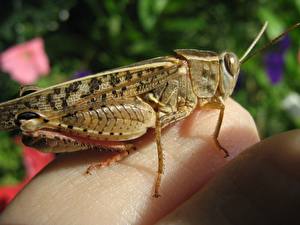 Wallpapers Insects Grasshoppers animal