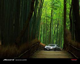 Wallpaper Honda Cars
