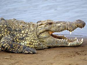 Bilder Krokodile ein Tier