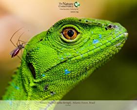Images Reptiles animal