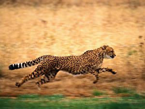 Bureaubladachtergronden Pantherinae Gepard Dieren
