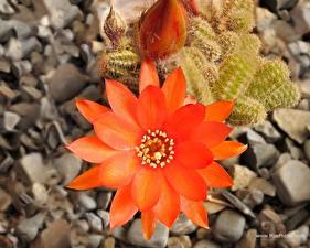 Bakgrunnsbilder Kaktuser Blomster
